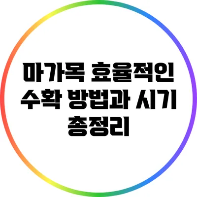 마가목: 효율적인 수확 방법과 시기 총정리